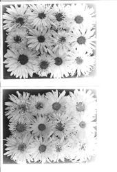 Two specimen photos of Shasta daisies that show 12 different daisies