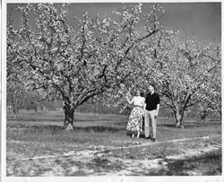 Hallberg apple orchard in bloom with close-up of a man and woman standing in road, 1955