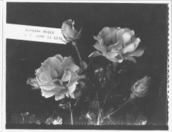 Photo of Burbank Roses identified as "L 2 June 11 1931"