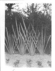 Row of young New Zealand Flax plants, about 1927