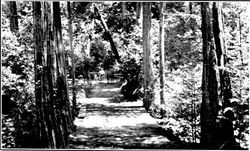 Dutch Bill Creek at Camp Meeker, California, near the Russian River