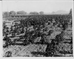 Field of amaranthus plants at Ignacio, California, 1931