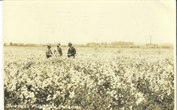 Postcard from Burpee's Floradale Farms in Lompoc, California, showing three men in suits and hats in field of flowers, postmarked Lompoc, Cal March 30, 1932