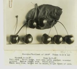 Display of Luther Burbank single cherries "Earliest of 1909," 1927