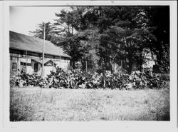 Large growth of spineless cactus with house or barn in background