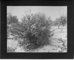 Burbank's Gold Ridge Experiment Farm with young chestnut tree in foreground