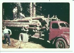 Warren Welsh piling a load of redwoods on Reo Powerwagon truck going to the Bay Area