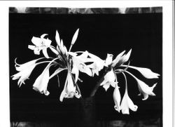 Crinum lilly--relative of Amaryllis family, June 1928