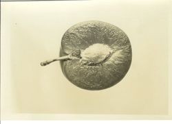 Plum AA-3--half a plum, July 26, 1928