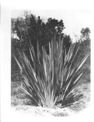 New Zealand flax plant, about 1927
