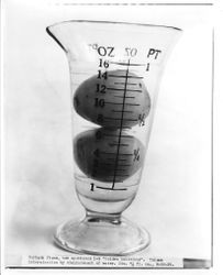 Golden Delicious Burbank plums specimens, Aug. 28, 1930