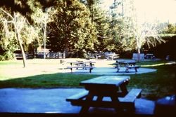 Sebastopol's Ives Park, about 1970