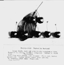 Identification of Luther Burbank cherry hybrid from the Gold Ridge Experiment Farm--cherries (I-12) and leaves, ripe June 17, 1927