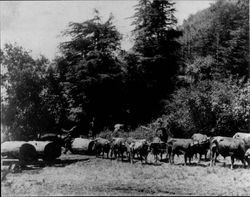 Logging crew with a team of oxen 1897, Sonoma County