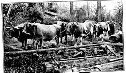 Team of oxen hauling logs at Camp Meeker California near the Russian River