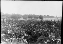 Field of an unidentified crop and an apple orchard in background