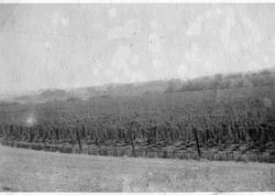 Walters Ranch planted in hops, about 1918