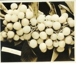 Branch of cherries "Late Napoleon" house tree and M-12, July 1, 1929