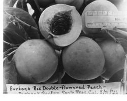 Identification of Luther Burbank peach hybrid at the Burbank Garden, Santa Rosa, Calif.--Burbank peach (Burbank Red Double-flowered peach) shown with ruler, Aug. 31, 1936