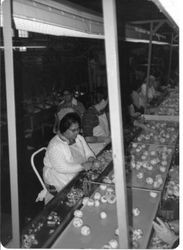 Woman worker in white sweater working on apple line at Manzana Products, Inc. in Graton