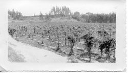 Hopyard of the Hallberg home ranch in Graton, California about 1910