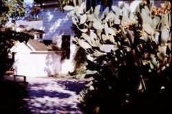 Burbank Home and Gardens back yard, Santa Rosa, California, 1965