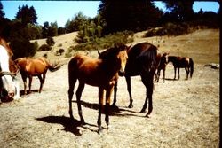 Horses on Green Valley Ranch at 13024 Green Valley Road, Sebastopol, California