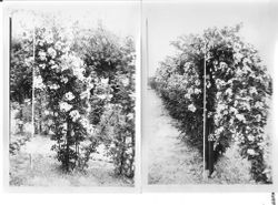 Gold Ridge Experiment Farm flowering berry bushes with tape measure to show height