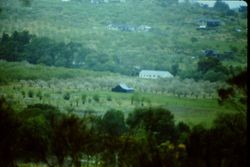 Apple orchards in bloom on Barnett Valley Road, 1983