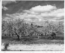 Hallberg apple orchard in bloom with close-up of a man and woman admiring the trees, 1955