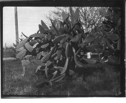 Large growth of spineless cactus, possibly at the ranch of George Wetzel, April 21, 1931