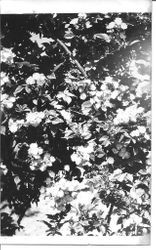 Rose bush, about 1931