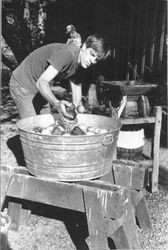 Geoffrey Skinner making apple cider with an apple press at the Skinner family home on Hurlbut Avenue, Sebastopol, California, August 1985