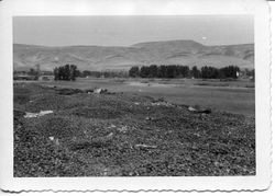 Yakima, Washington public dump about 1950 where excess apple crop has been dumped by farmers