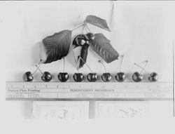 Identification of Luther Burbank cherry hybrid from the Gold Ridge Experiment Farm--row of nine cherries (M-10 tree 31) under a cluster of two cherries and leaves with ruler, 1927