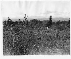 View from Gold Ridge Farm with Mount Saint Helena in background and thistles in foreground