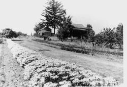 Burbank cottage and grounds with barn and Shasta daisy row in foreground, about 1900