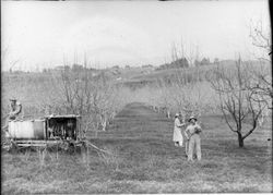 Men in dormant apple orchard spraying the trees