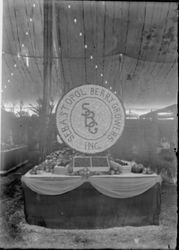 Gravenstein Apple Show exhibit, about 1914 in Sebastopol, showing Sebastopol Berry Growers Inc display in large tent