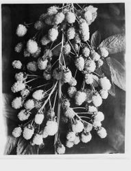 Identification of Luther Burbank white blackberry hybrid from the Gold Ridge Experiment Farm Burbank--Large cluster of blackberries (White Blackberry), July 2, 1929