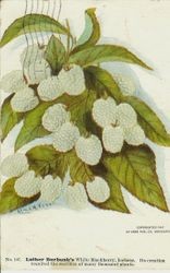 Luther Burbank's White Raspberry (Iceberg)