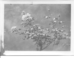 Rose bush, about 1931
