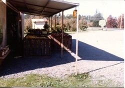 Marcia Hallberg with boxes of apples at the entrance to the Hallberg Apple Farm roadside stand, 1982