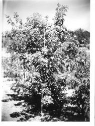 Burbank Experiment farm photo of cherry tree