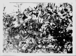 Crab apple branches on tree