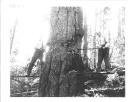 Ralph S. Stugeon and his father Wade Sturgeon falling a tree on Ed Smith's timber, Coleman Valley up along Coleman north side boundary, or Ed's south line, September 5, 1945