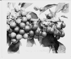 Identification of Luther Burbank cherry hybrid from the Gold Ridge Experiment Farm--cherry clusters (H-14 (South Giant)) on branch