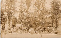 1910 Gravenstein Apple Show display of Glen Orkley(?) Farm