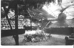 1910 Gravenstein Apple Show display of boxes of apples under a big tent