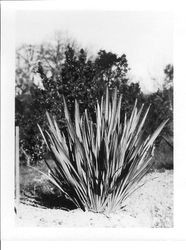 New Zealand flax plant, about 1927